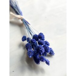 Suszone kwiaty Kanar niebieski